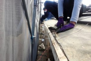 奈良県橿原市　セメント瓦屋根の雨漏り調査と修理工事